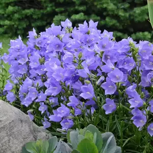 Campanula persicifolia 'Takion Blue' 1.5L - image 3