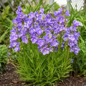 Campanula persicifolia 'Takion Blue' 1.5L - image 4