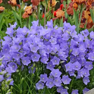 Campanula persicifolia 'Takion Blue' 3L - image 3