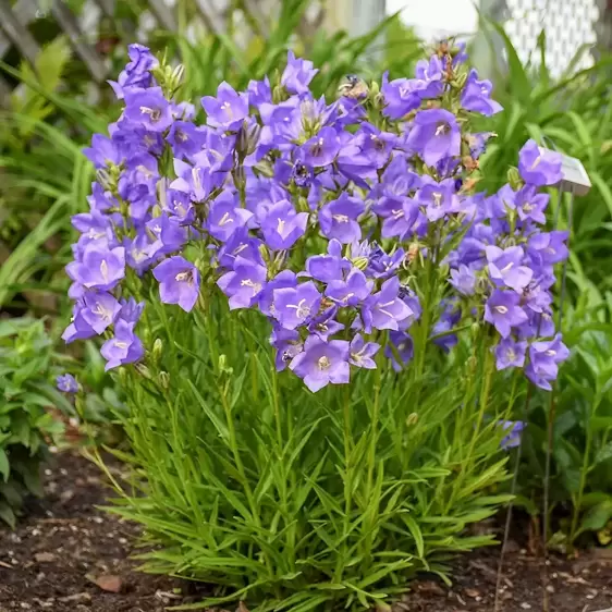 Campanula persicifolia 'Takion Blue' 1L - image 4