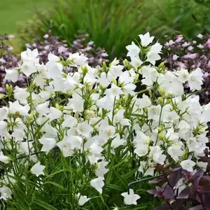 Campanula persicifolia 'Takion White' 2L - image 1