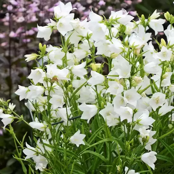 Campanula persicifolia 'Takion White' 2L - image 2