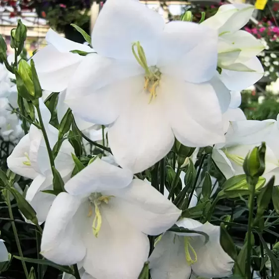 Campanula persicifolia 'Takion White' 2L - image 3