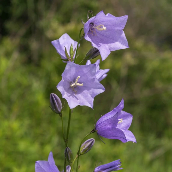 Campanula rotundifolia 'Thumbell Blue' 1L