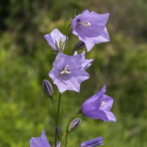 Campanula rotundifolia 'Thumbell Blue' 1L