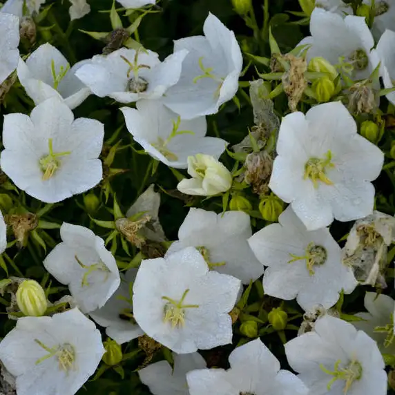 Campanula carpatica 'White' 1L