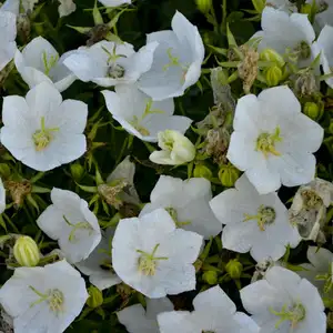Campanula carpatica 'White' 9cm