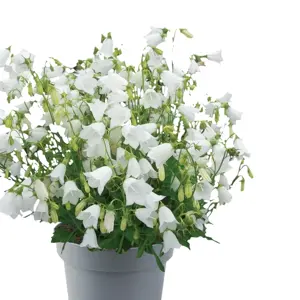 Campanula cochleariifolia 'White Baby' 9cm