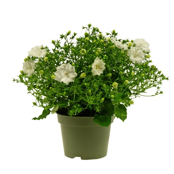 Campanula 'White Like Mee'® - image 1