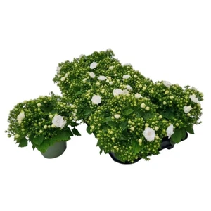 Campanula 'White Like Mee'® - image 2