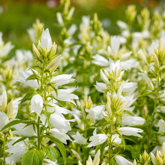Campanula lactiflora 'White Pouffe'