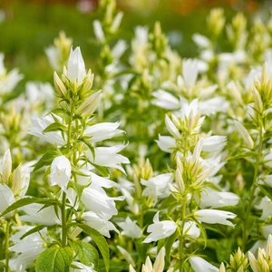 Campanula lactiflora 'White Pouffe'