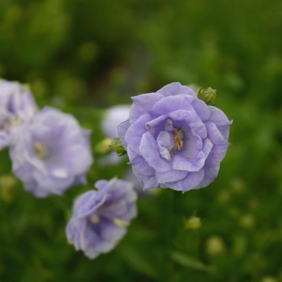 Picture - Kernock Park Plants