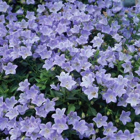 Picture - Kernock Park Plants