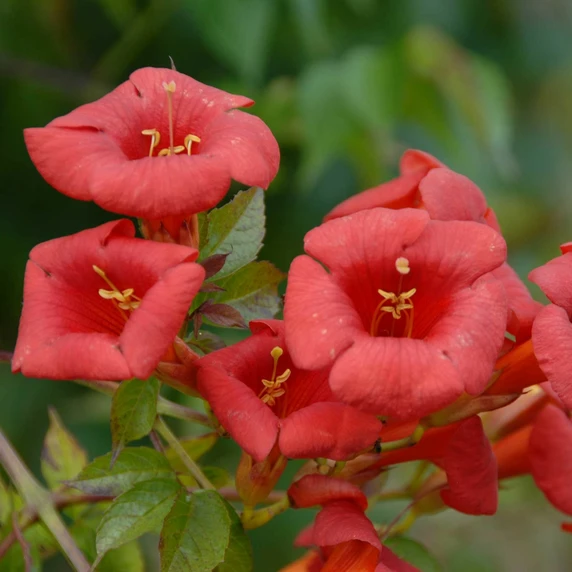 Picture - Minier Nurseries