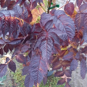 Picture - Minier Nurseries