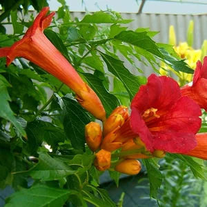Picture Credit - Hoogeveen Plants BV