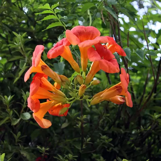 Campsis radicans