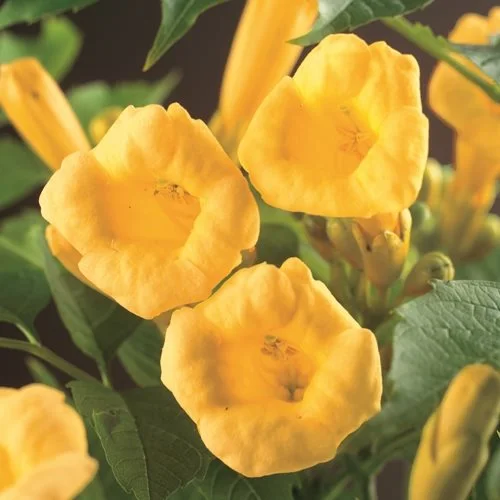 Campsis radicans 'Flava'