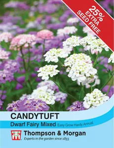 Candytuft Dwarf Fairy Mixed - image 1