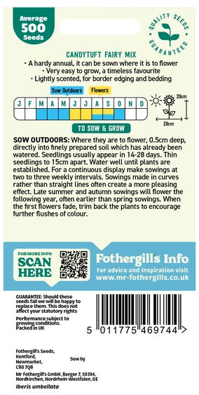 Candytuft Fairy Mixed - image 2