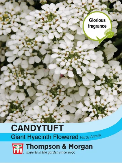 Candytuft Giant Hyacinth Flowered - image 1