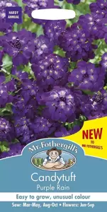 Candytuft Purple Rain - image 1