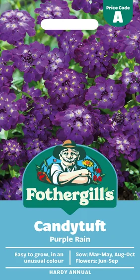 Candytuft Purple Rain - image 1