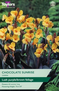 Canna Chocolate Sunrise