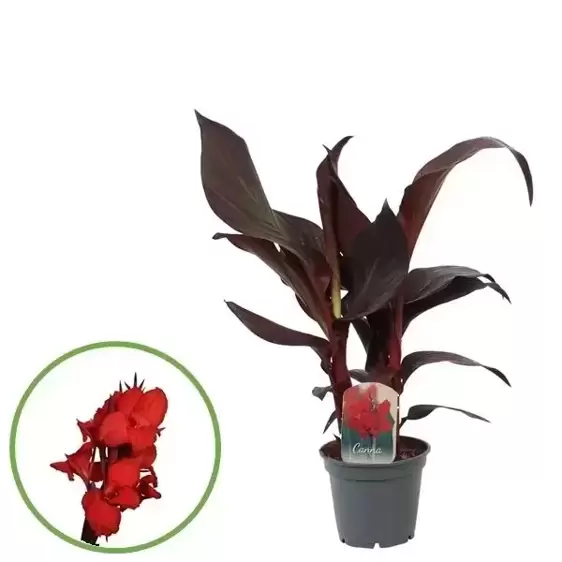 Canna 'Red Velvet'