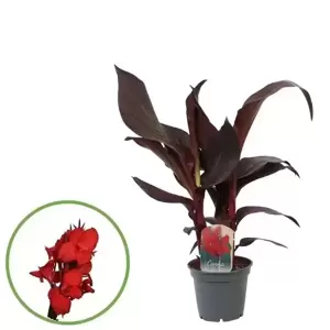 Canna 'Red Velvet'