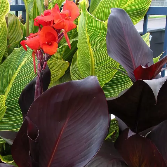Canna Tropicanna® Series by Anthony Tesselaar Plants