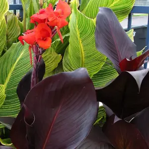 Canna Tropicanna® Series by Anthony Tesselaar Plants