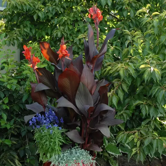 Canna Tropicanna® Series by Anthony Tesselaar Plants