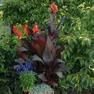 Canna Tropicanna® Series by Anthony Tesselaar Plants