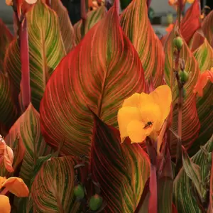 Canna Tropicanna® Series by Anthony Tesselaar Plants