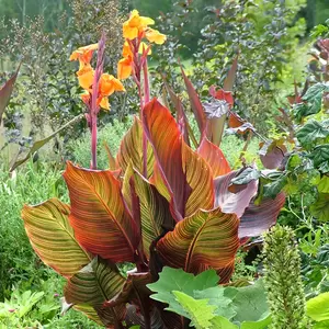 Canna Tropicanna® Series by Anthony Tesselaar Plants