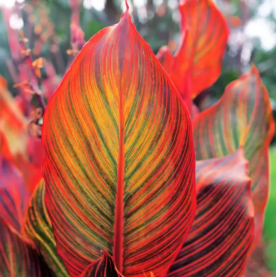 Canna Tropicanna® Series by Anthony Tesselaar Plants