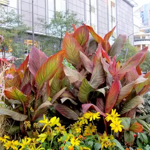 Canna Tropicanna® Series by Anthony Tesselaar Plants