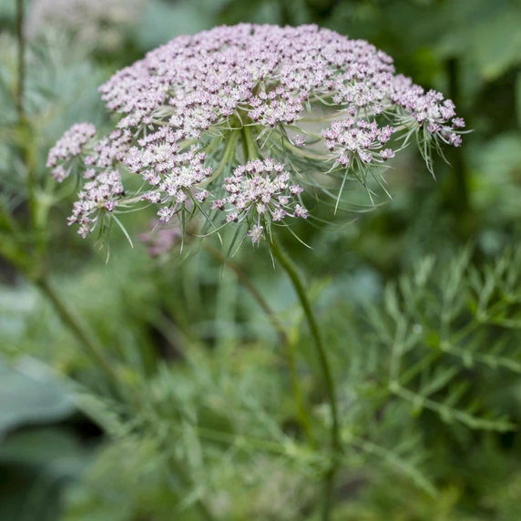 Caraway 9cm