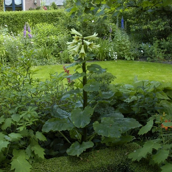 Cardiocrinum giganteum