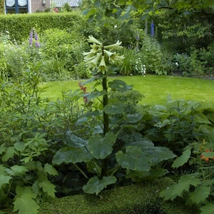 Cardiocrinum giganteum