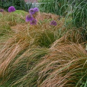 Carex flagellifera 'Auruga'