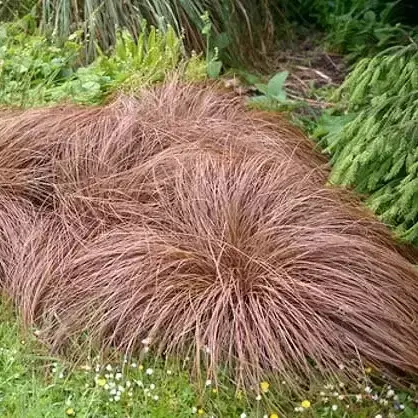 Carex comans 'Bronze Form' 1L - image 2