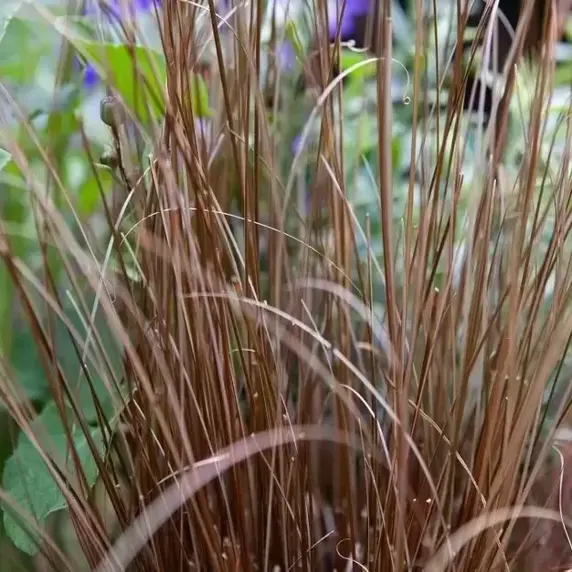 Carex comans 'Bronze Form' 1L - image 1