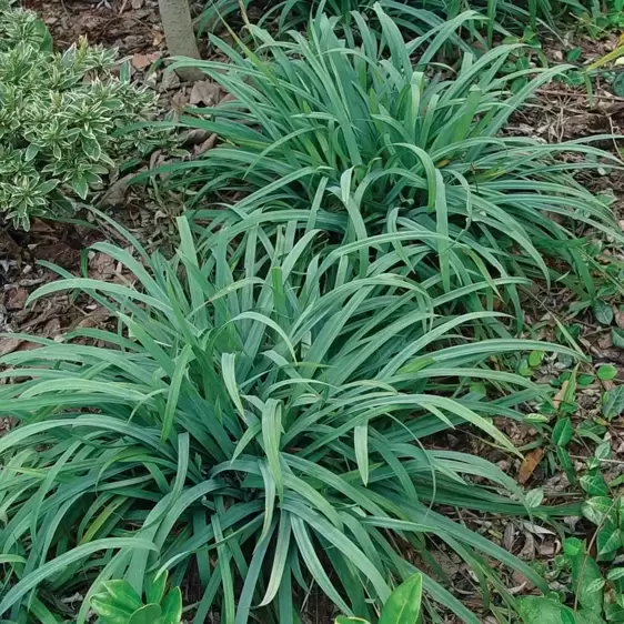 Carex laxiculmis 'Bunny Blue' - image 1