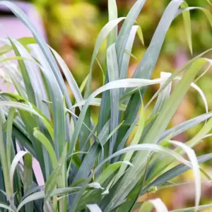 Carex laxiculmis 'Bunny Blue' - image 3