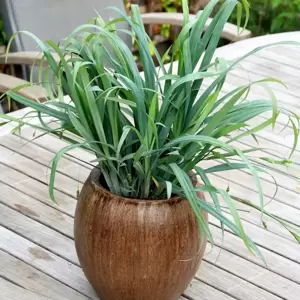 Carex laxiculmis 'Bunny Blue' - image 2