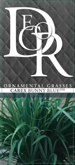 Carex laxiculmis 'Bunny Blue' - image 6