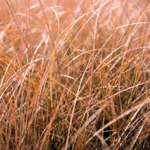 Carex tenuiculmis 'Cappuccino'